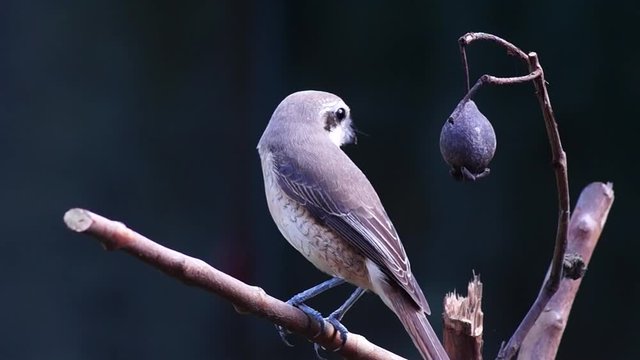 Pirok Pirok bird perch on Twig. close up