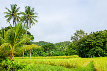 Fototapeta na wymiar Landscape of beautiful Golden rice field in Asia.