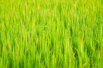 Fototapeta na wymiar Golden organic Jasmine rice field close up for background.