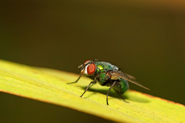 Calliphora erythrocephala