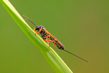 ichneumon wasp on green leaf in the wild