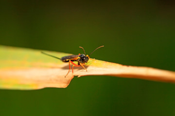 ichneumon wasp on green leaf in the wild