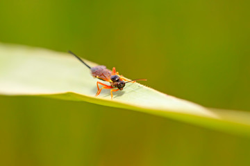 ichneumon wasp on green leaf in the wild