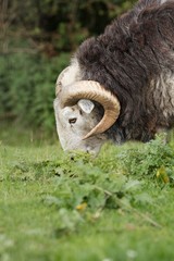 Ram grazing on a meadow