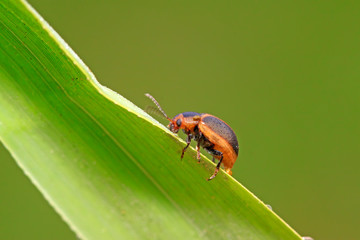 beetle in green grass