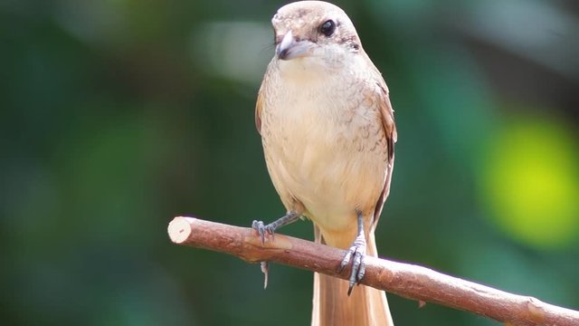 Pirok Pirok bird perch on Twig. close up
