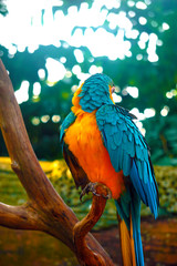 parrot on a branch