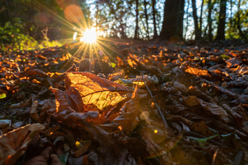 Naklejka na ściany i meble sunlight shining throug leaves in the wood at sunset