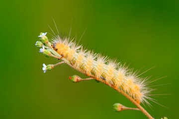 cute caterpillar on green leaf