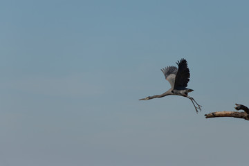 A blue heron taking off from a tree branch