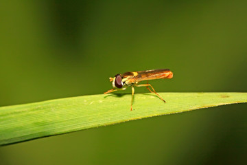 syrphidae
