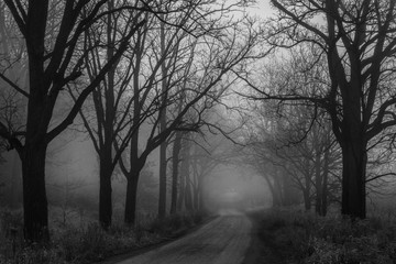 A dirt road through a spooky forest of trees