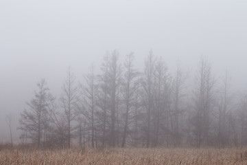 Trees in a foggy landscape