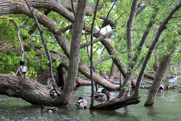 Ducks in tree branches.  