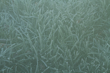 Frost covered grass