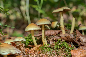 Mushrooms growing on old tree stump in the woods