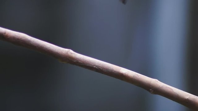 Pirok Pirok bird perch on Twig. close up