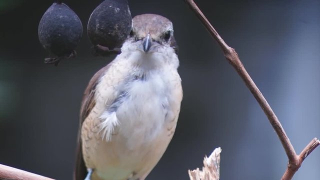 Pirok Pirok bird perch on Twig. close up