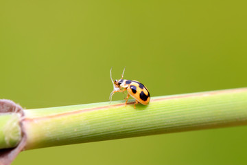 Ladybugs feed on aphids