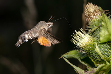 Hummingbird hawk-moth (Macroglossum stellatarum) hovering in front of blossom