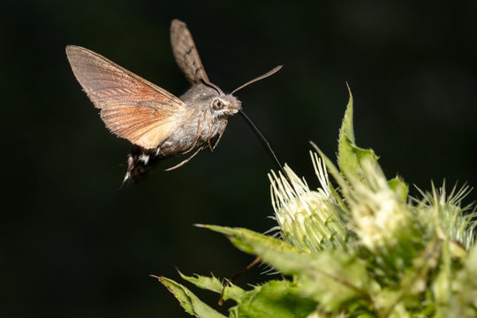 Hummingbird hawk-moth (Macroglossum stellatarum) hovering in front of blossom