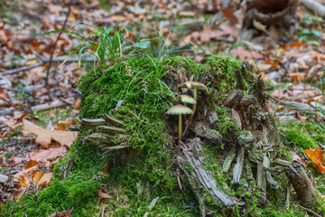 Mushrooms growing on old tree stump in the woods
