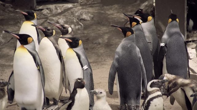 pinguinos