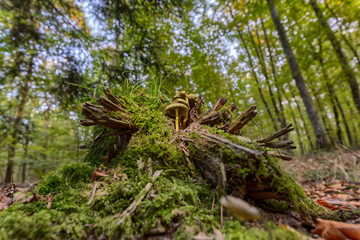 Mushrooms growing on old tree stump in the woods viewed from a low angle