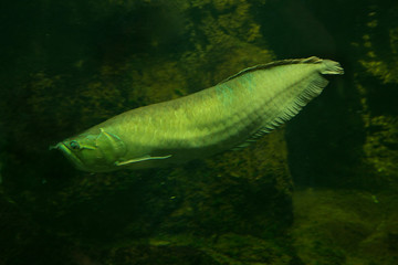 Fototapeta premium Silver arowana (Osteoglossum bicirrhosum).