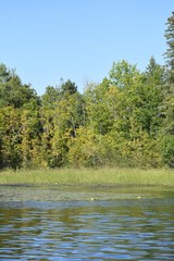 Trees around the water