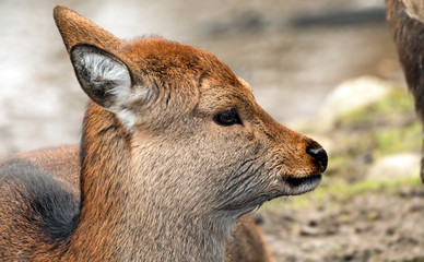 portrait of a deer