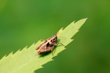 Locust perched on green leaf