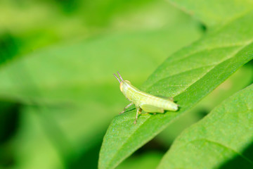 Locust larva perched on green leaf