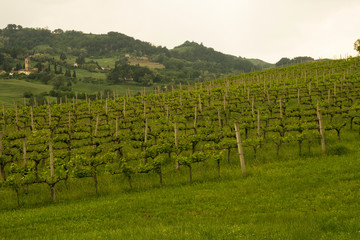Fototapeta premium Vineyard in Italy