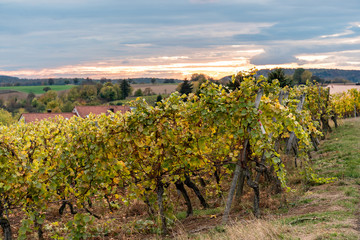 Fototapeta na wymiar Autumn vineyard with sunset in the background