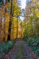Fototapeta na wymiar Forest path in autumn