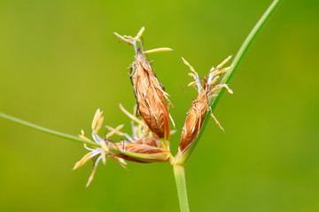 cyperaceae plant flowers
