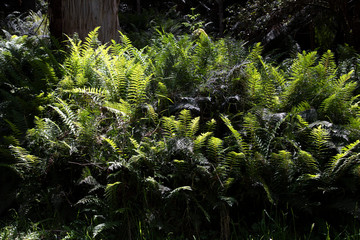 Natural forest ferns with lighting