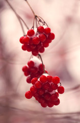 Red berries of viburnum in the snow, a cold winter day after a snowfall