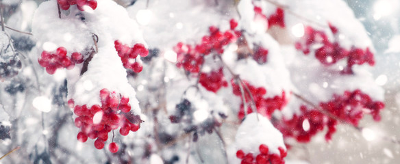 Red berries of viburnum in the snow, a cold winter day after a snowfall