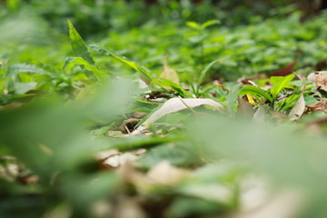 ants on leaf