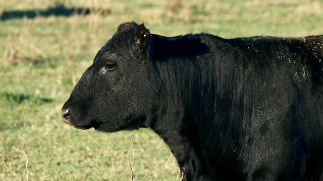 Black Angus Beef Cow in closeup clip - one animal grazing in pasture on sunny day