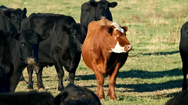 A Herd of Angus Beef Cattle - one red and three black chewing the cud in pasture on sunny day