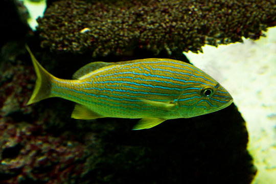 Blue striped grunt (Haemulon sciurus).