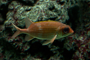 Obraz na płótnie Canvas Redcoat squirrelfish (Sargocentron rubrum).