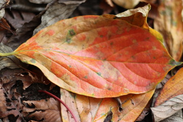 落ち葉