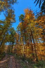 Obraz premium Vibrant colors in the autumn forest