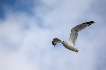 Seagull in Flight