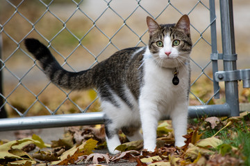 Cat in the fall