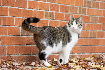 Domestic short hair cat